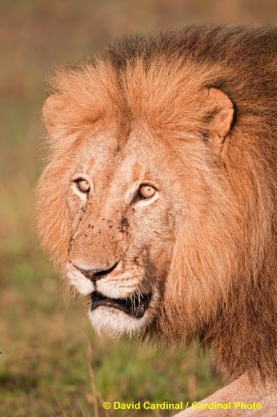 Ma_Lion_9336_1.preview.jpg