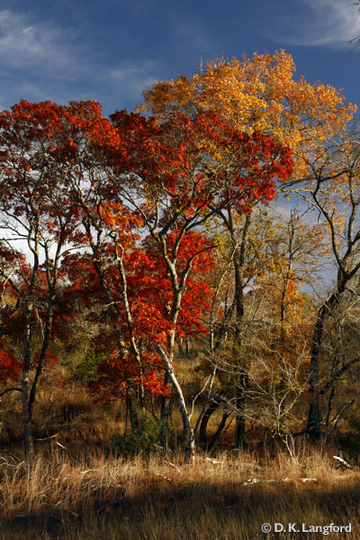 Fall Color in the Texas Hill Country courtesy of David Langford