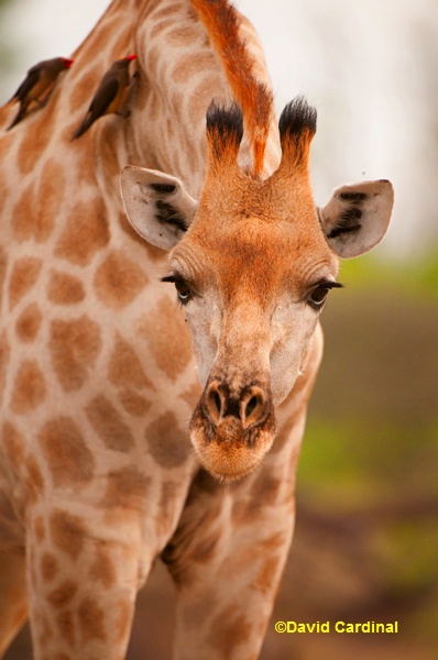 Face to face with a giraffe on one of our Botswana photo safaris. We hope you can join us in December!
